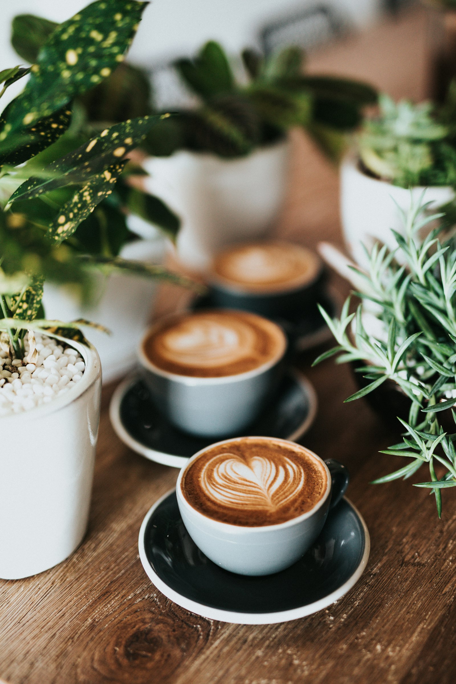 Cups of espresso based coffee with latte art beside fresh greenery
